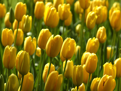 20080515153911-tulips-yellow.jpg