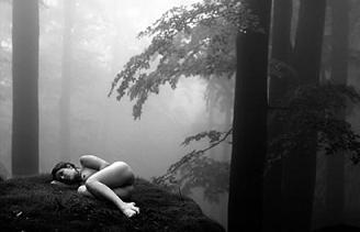 20080811163806-20051101033201-forest-dreaming.jpg