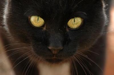 20080822115558-black.jpg