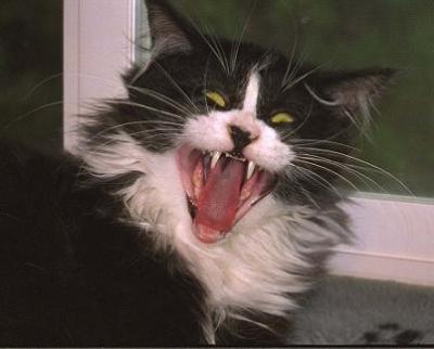 20081008214136-buddvampireteeth.jpg