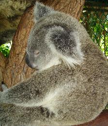 20081104131533-koala-lovely.jpg